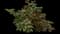 RADtko Double Knock Out® Rose — design image 6