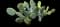 Barbary fig — design image 5