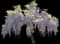 Chinese Wisteria — design image 5