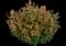 Sunny Sparks™ Tangerine Snapdragon — design image 1