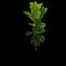 Fiddle-Leaf Fig Tree — design image 8
