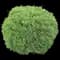 Hetz Midget Arborvitae — design image 2