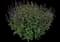 Woodland Sage — design image 25