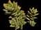 Mitre Aloe — design image 4