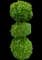 Boxwood - Topiary — design image 2
