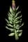 Persian fritillary — design image 16