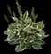 Hosta Plants — design image 1