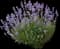English Lavender — design image 5