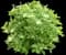 PO17S Mini Man Viburnum — design image 1
