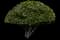 Waxleaf Privet Hedge — design image 9