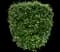 Evergreen Japanese Euonymus Shrub — design image 1