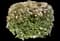 Laurustinus Viburnum — design image 11