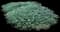 Blue Pacific Juniper — design image 1