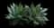 Fox Tail Agave — design image 16