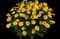 Cheers™ Yellow Calendula officinalis — design image 1