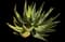 Red Hot Poker Aloe — design image 3