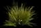 Lomandra Platinum Beauty® — design image 5