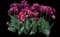 Tulip 'Alison Bradley Double Early' — design image 1