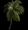 Coconut Palm — design image 8