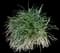 Creeping Lily Turf — design image 2