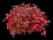 Blush Pink™ Nandina Shrub — design image 1