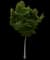 Sugar Maple Tree — design image 2