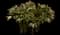 Peony (Paeonia) — design image 23