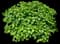 Limelight Panicle Hydrangea — design image 6