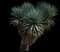 Trecul Yucca — design image 3