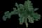 Ornamental Kale — design image 1
