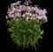 'Opening Act Pink-a-Dot' Hybrid Phlox — design image 1