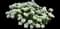 Candytuft (Iberis sempervirens) — design image 1
