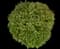 Eastern Snowball Bush — design image 4
