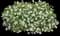 Catalina® Grape-o-Licious™ Wishbone Flower — design image 1
