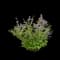 Dwarf Purple Lilac Shrub — design image 1