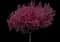 Prairifire Flowering Crabapple Tree — design image 1