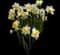 Ziva Paperwhite Daffodil — design image 6