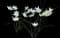 Ziva Paperwhite Daffodil — design image 2