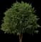 Dura Heat® River Birch — design image 1