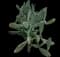 Barbary fig — design image 8
