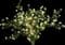 Rosa Golden Showers Climbing — design image 1