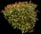 Chinese Photinia — design image 9