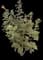 Tropical Hibiscus Tree — design image 19