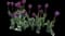 Tulip 'Caravelle Design Single Late' — design image 1