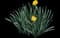Wild Daffodil — design image 5