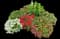 Common Garden Petunia — design image 1
