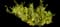 Evergreen Japanese Euonymus Shrub — design image 8