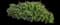 Mexican Bush Sage — design image 7