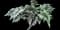 Crested Japanese Painted Fern — design image 5