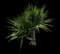 Tahitian Screw Pine — design image 2